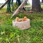 Farm stay Osada *