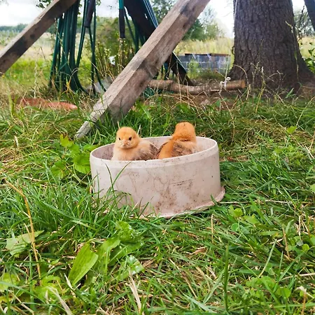 Gospodarstwo agroturystyczne Camilleri *